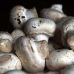 assortment of mushrooms