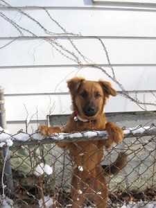 Rosco looking from the fence