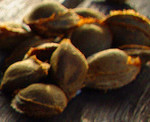 fruit seeds